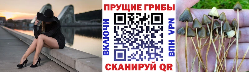 Псилоцибиновые грибы GOLDEN TEACHER Никольск